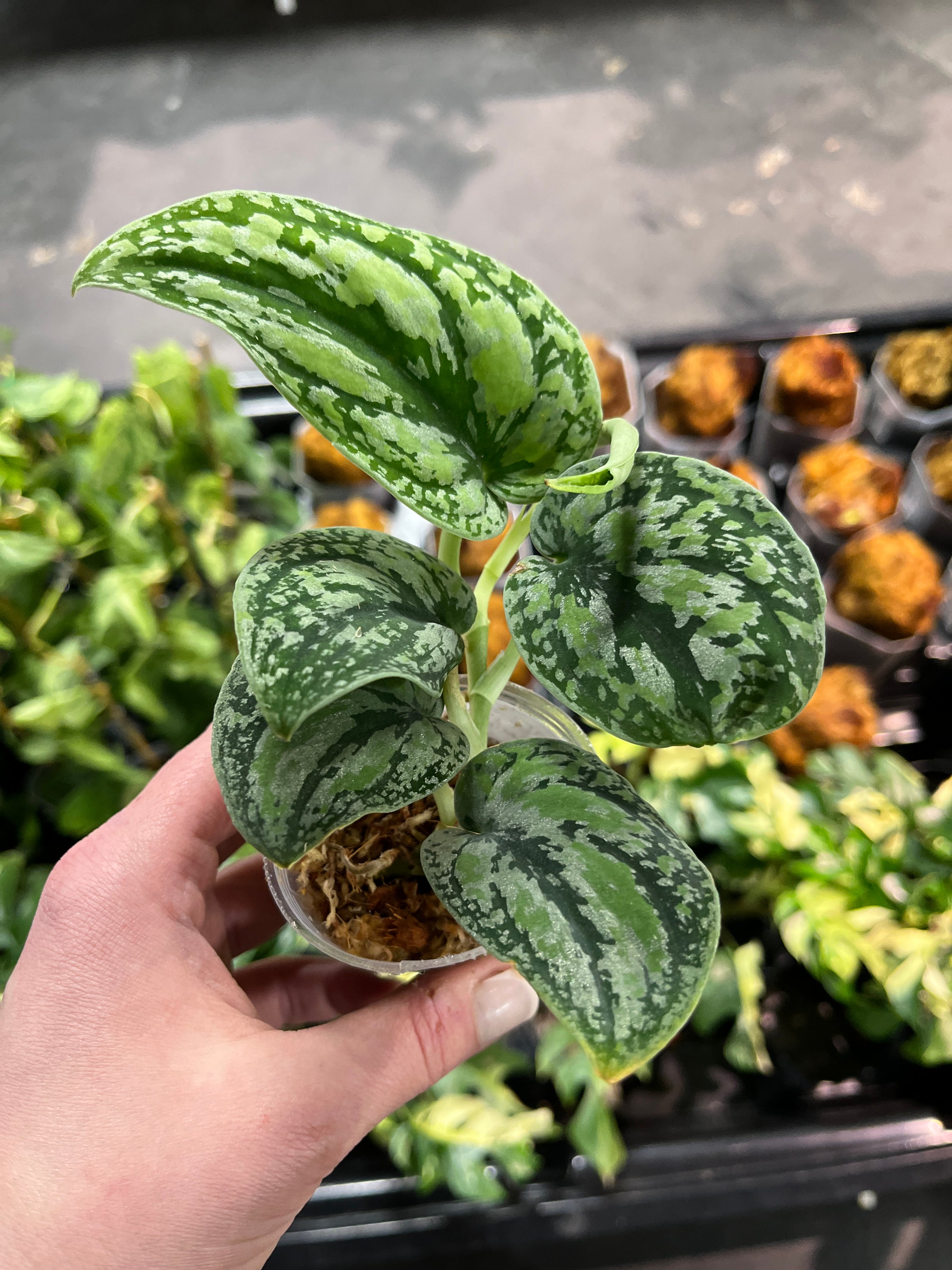 Scindapsus Tricolor Lemon - 3