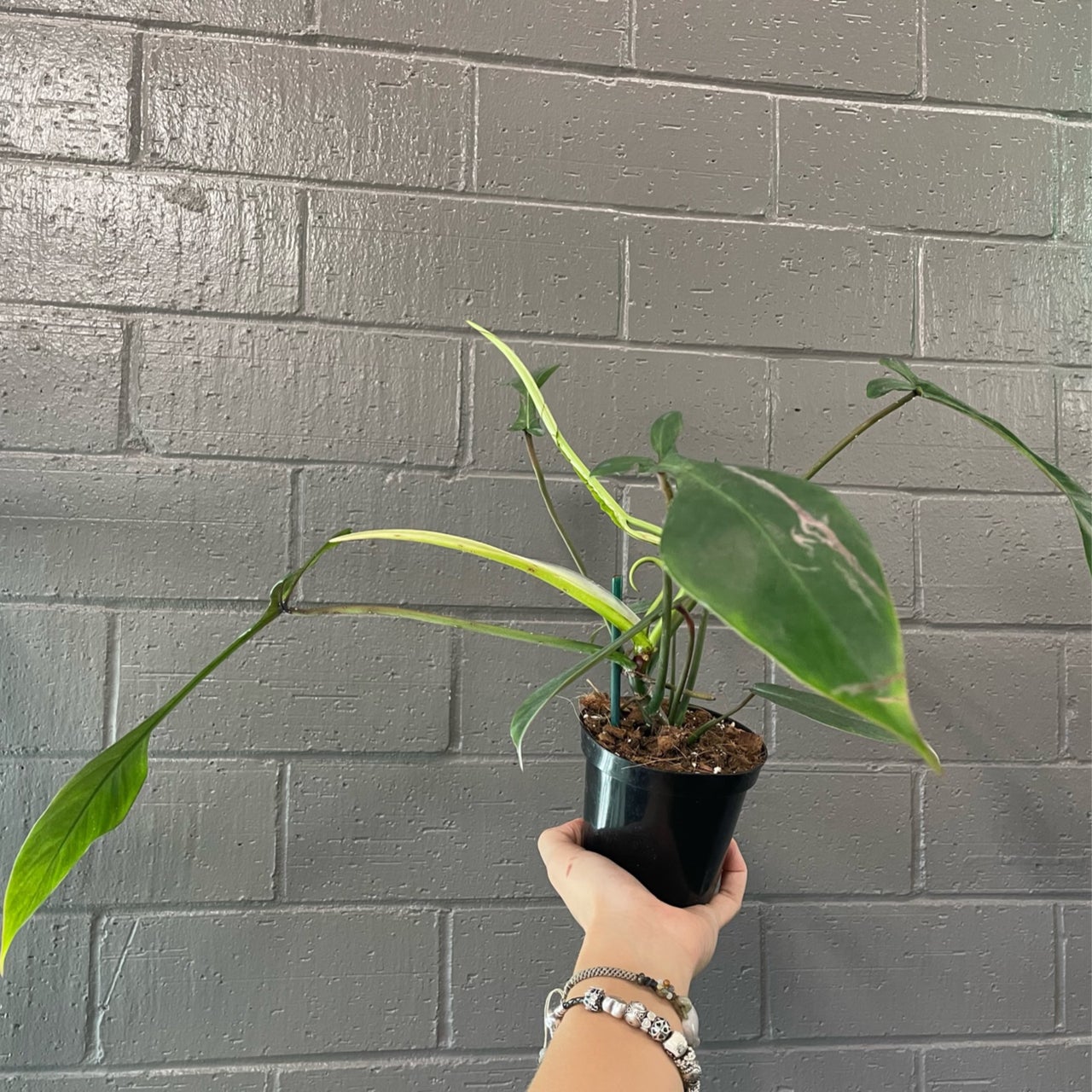 Philodendrons for Sale Buy Rare Philodendron Indoor Plants Near Me
