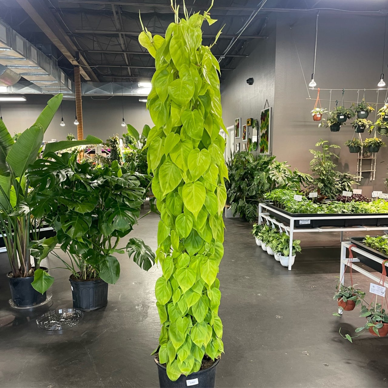 Philodendrons for Sale Buy Rare Philodendron Indoor Plants Near Me