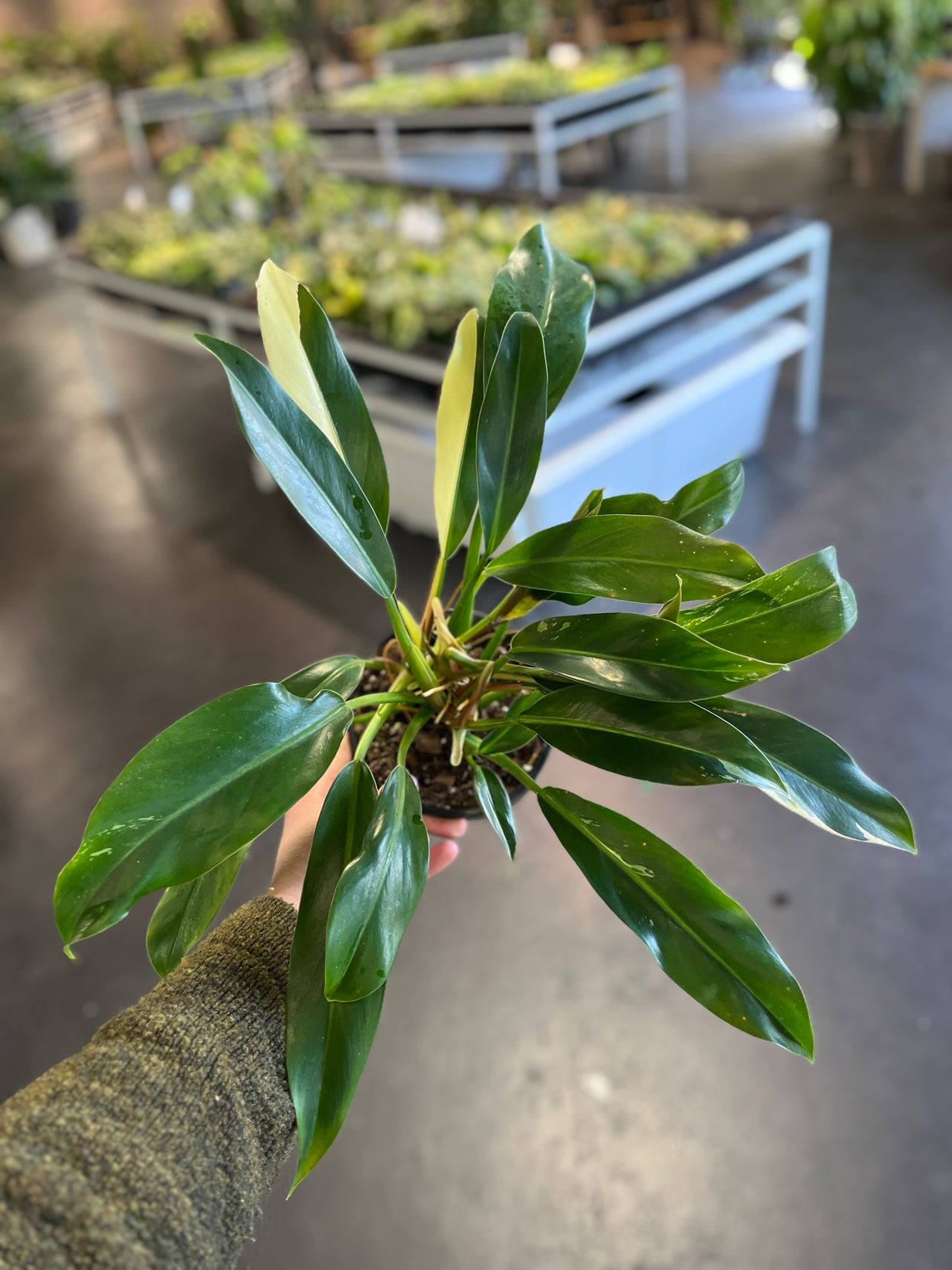 philodendrons-for-sale-buy-rare-philodendron-indoor-plants-near-me