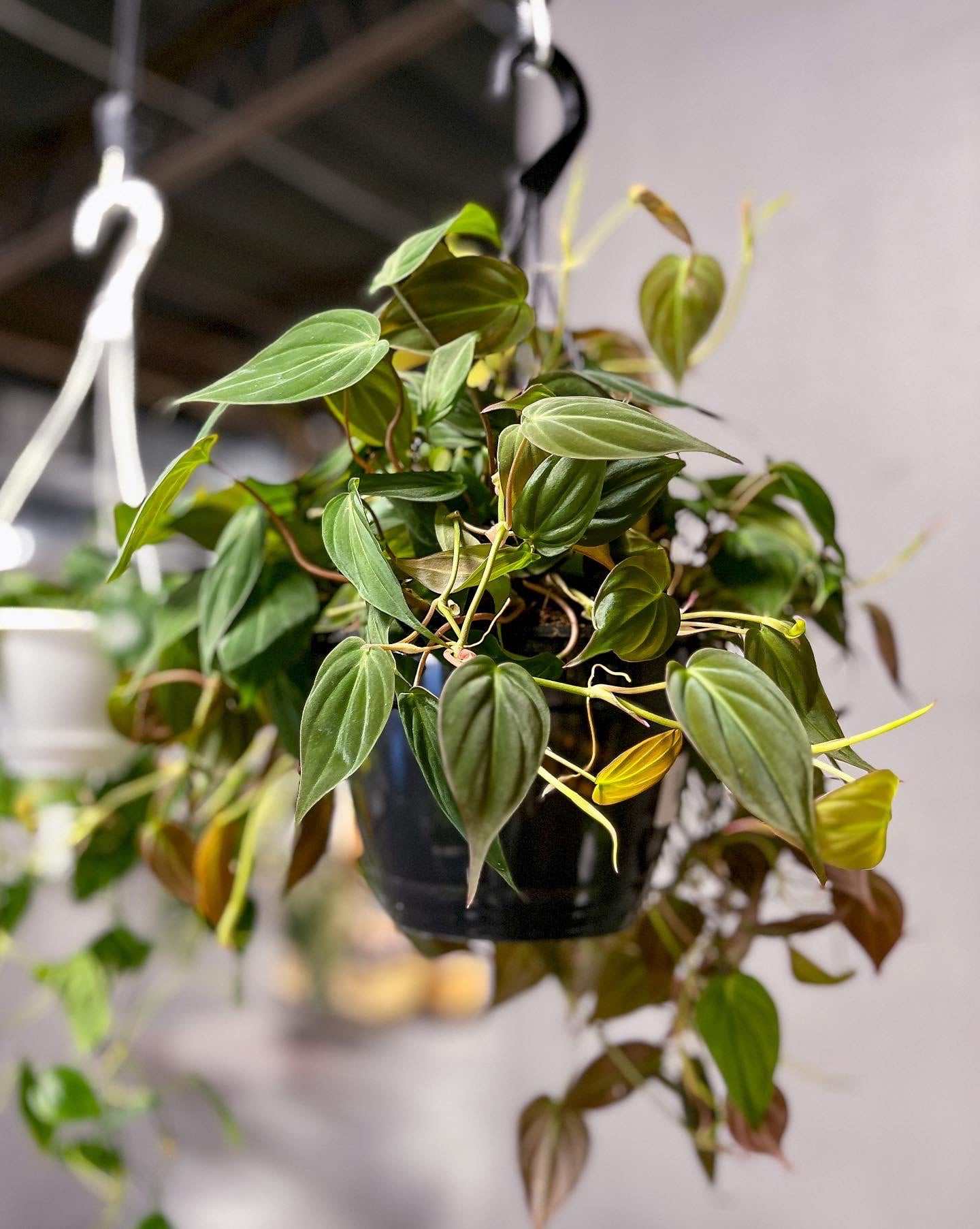 Philodendrons for Sale Buy Rare Philodendron Indoor Plants Near Me