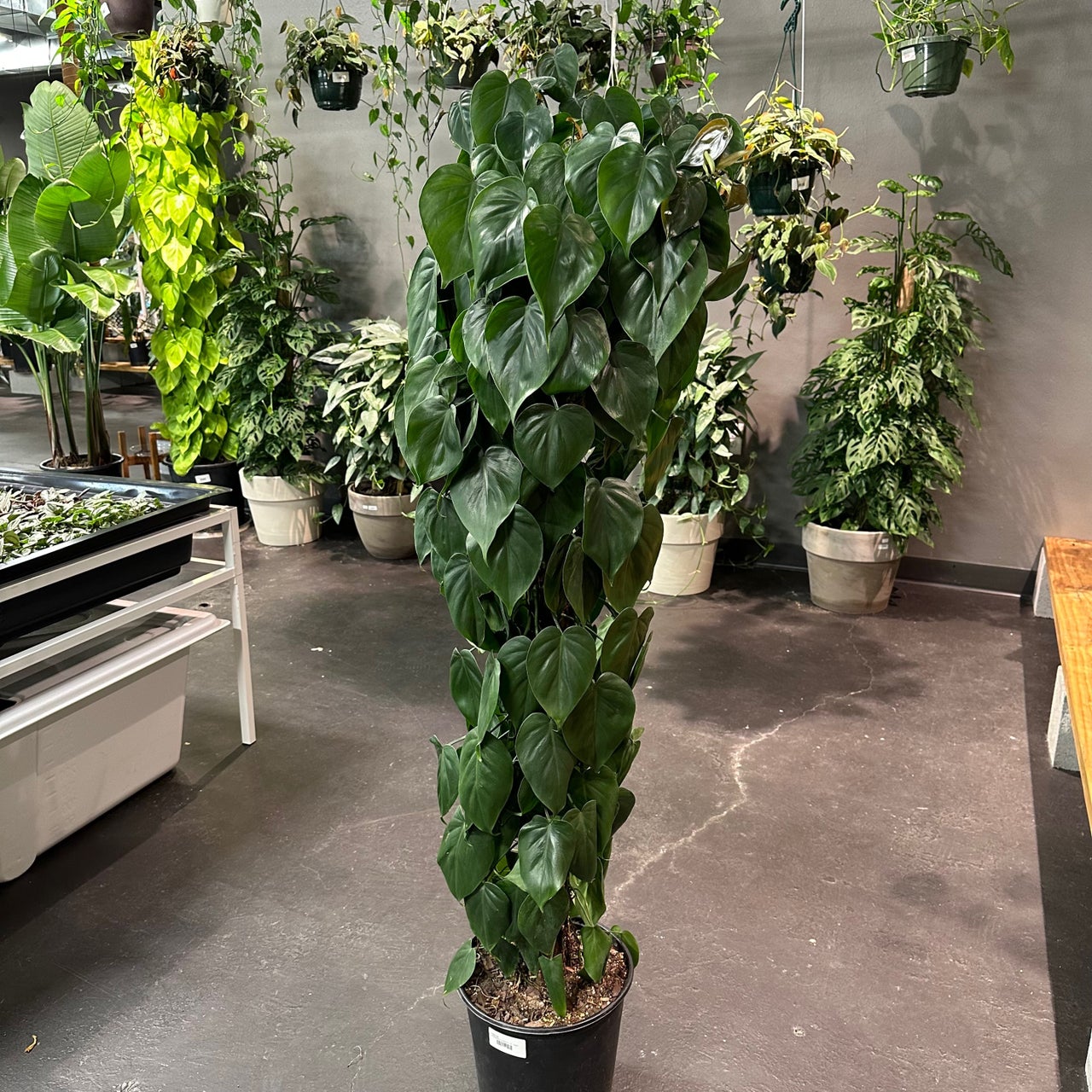 Philodendrons for Sale Buy Rare Philodendron Indoor Plants Near Me